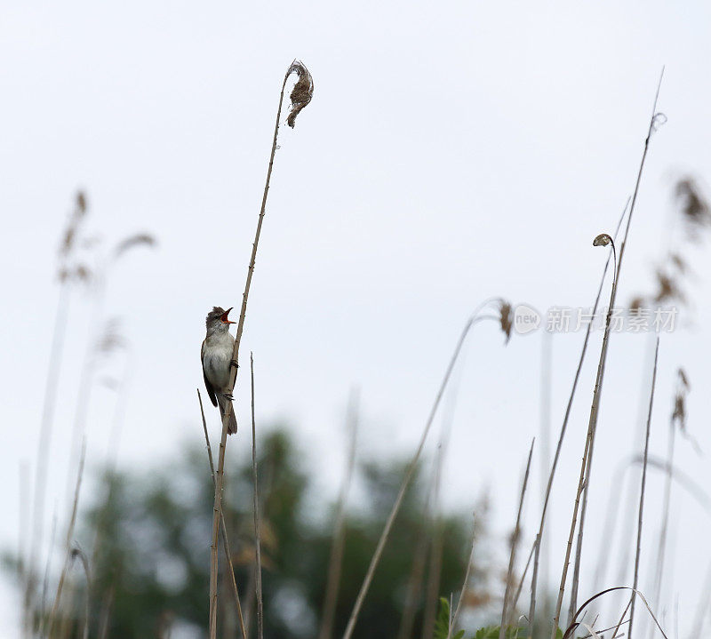 大reed Warbler (Acrocephalus arundinaceus)唱歌